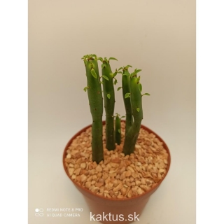 Euphorbia phosphorea