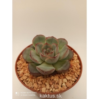 Echeveria pulidonis