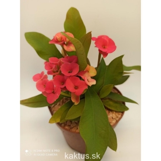 Euphorbia millii