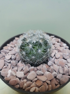 Mammillaria candida