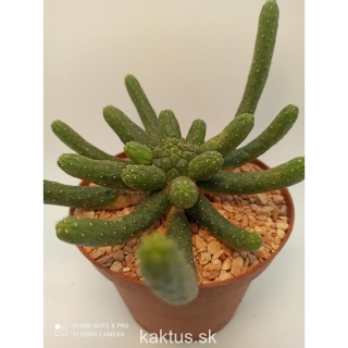 Euphorbia inermis