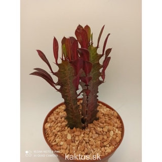 Euphorbia trigona rubra