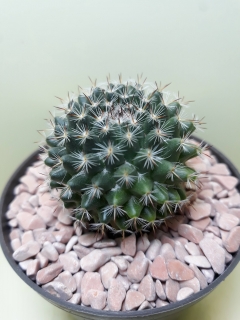 Mammillaria conspicua