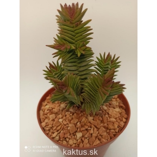 Crassula pyramidalis x congesta