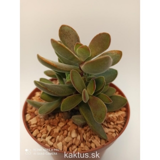 Crassula