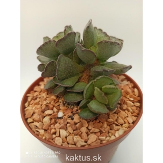 Adromischus cristatus