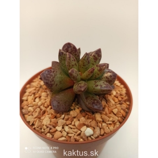 Adromischus schuldianus