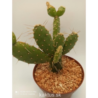 Opuntia x