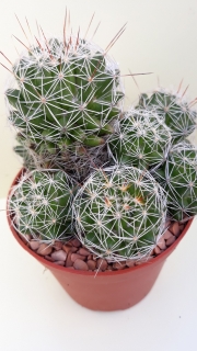 Mammillaria gracilis