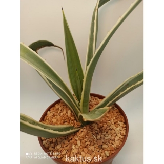 Agave angustifolia