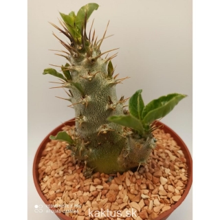 Pachypodium saundersii