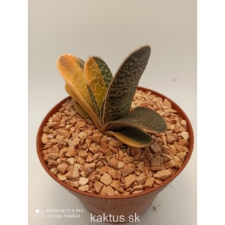 Gasteria sp. variegata