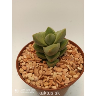 Crassula Moonglow