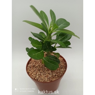 Adenium obesum