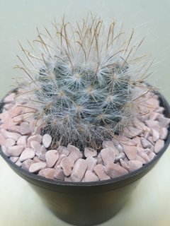 Mammillaria guelzowiana