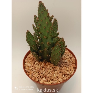 Opuntia tuna monstruosa