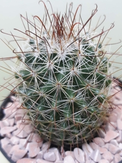 Mammillaria magnifica