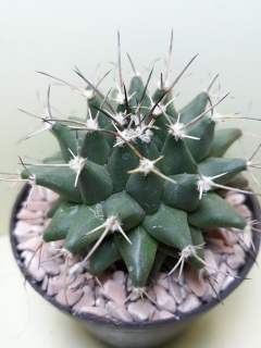 Mammillaria magnimamma