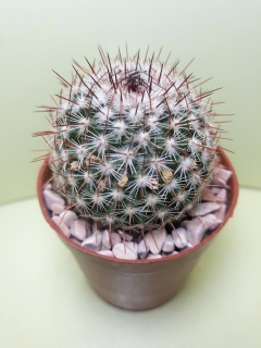 Mammillaria matudae