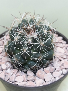 Mammillaria melaleuca