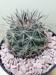 Mammillaria melanocentra