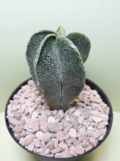 Astrophytum myriostigma