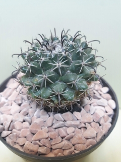 Mammillaria uncinata