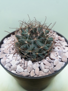 Mammillaria wrightii