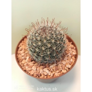 Mammillaria zeilmanniana