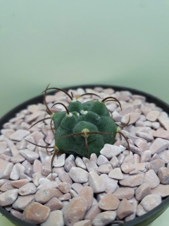 Matucana madisoniorum