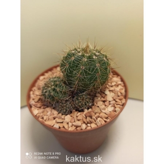 Notocactus ottonis