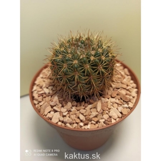 Notocactus roseoluteus