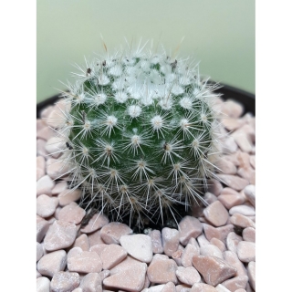 Notocactus scopa