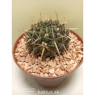 Notocactus submammulosus