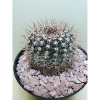 Notocactus vanvlietii