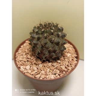 Copiapoa humilis