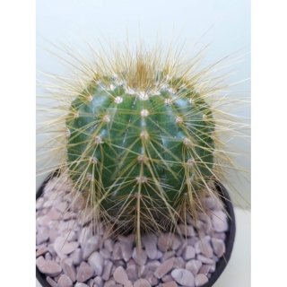 Notocactus warasii