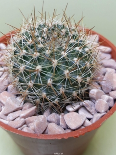 Rebutia deminuta