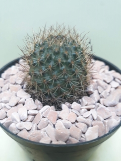 Rebutia fulviseta