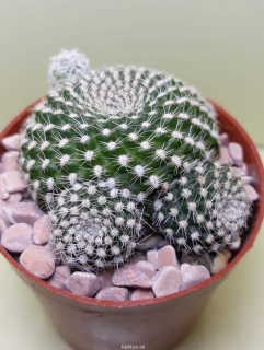 Rebutia krainziana