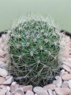 Rebutia steinmannii v. cincinata