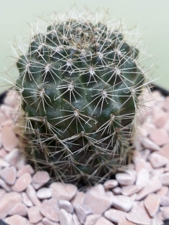 Rebutia tropeopicta