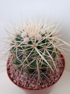 Echinocactus grusonii