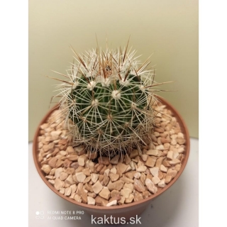 Stenocactus albatus