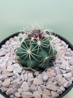 Thelocactus bicolor