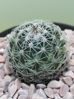 Thelocactus conothelos