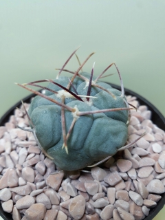 Thelocactus hexaedophorus