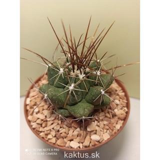 Thelocactus tulensis matudae