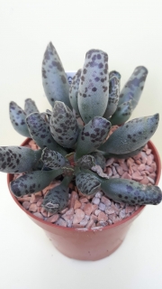 Adromischus cooperi