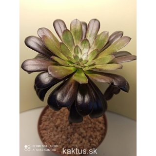 Aeonium atropurpurea